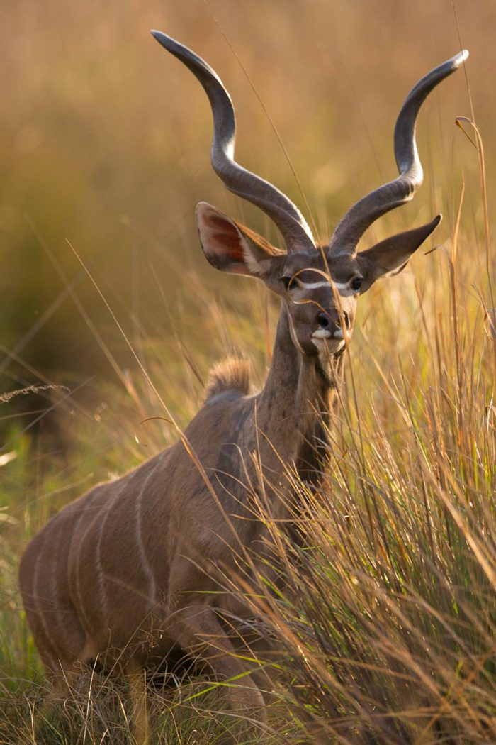 Wildlife at 57 WaterBerg | 5 Star Luxury Game Lodge